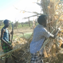 Maize stalk collected for livestock fodder