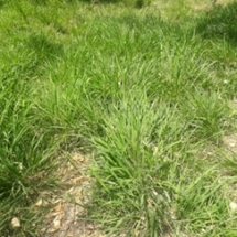 fodder grass